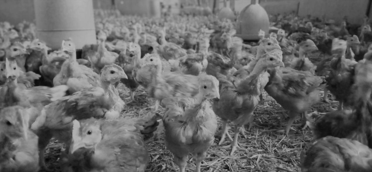 Au Nid Douillet De La Ferme Chauvet Hotell Chantenay-Villedieu Eksteriør bilde
